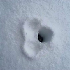 Weetavolution (Podcast Edit)