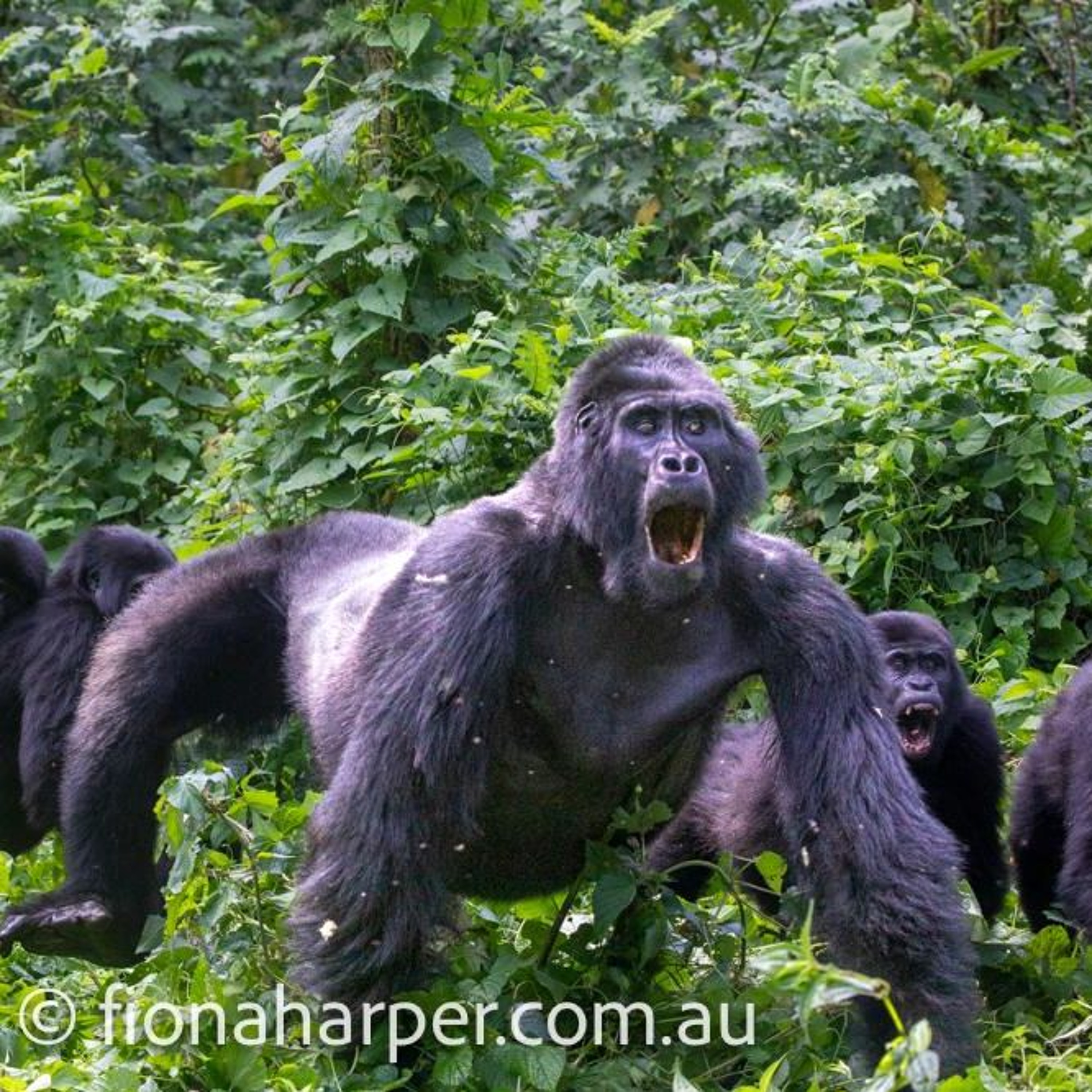 Fiona Harper's Uganda Silverback Gorilla Encounter -Graeme Kemlo episode artwork