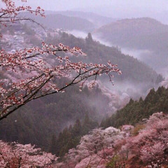 flowerfield