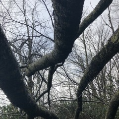 Jean's Wires & Vines Mix