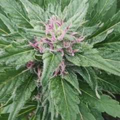 Joker The Strain