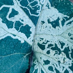 Mal Ma223 Tout Simple