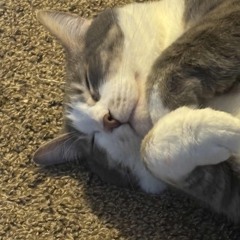 toothache-(westislonely cover)