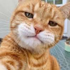 SOKKYY - SPECIAL BIRTHDAY JEON 2025