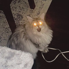 bulls in the bronx (cover)