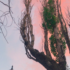 Cuando cierro los ojos