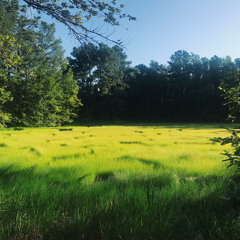 Bathed in Truth (Voice Memo)