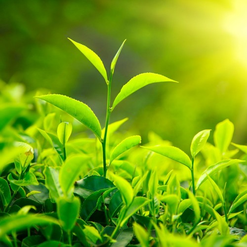 Marco Amoazoo - The When Things Turn Green Selection