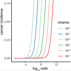 Why Big Animals Do Not Get More Cancer: Revisiting Peto’s Paradox