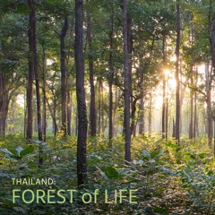 Sounds of Wild Thailand III: Forest of Life