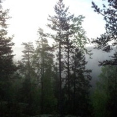 The Forest Makes You Better