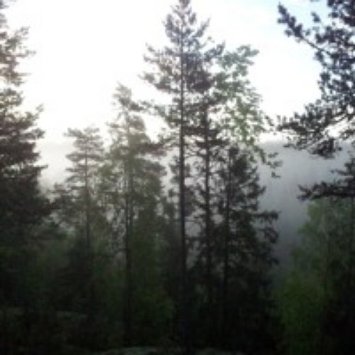 The Forest Makes You Better
