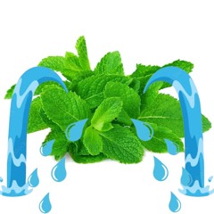 mint tears