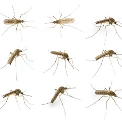 Mosquitoes