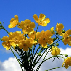 Buttercup
