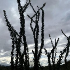 Bottom by The Dallas Badgers Club