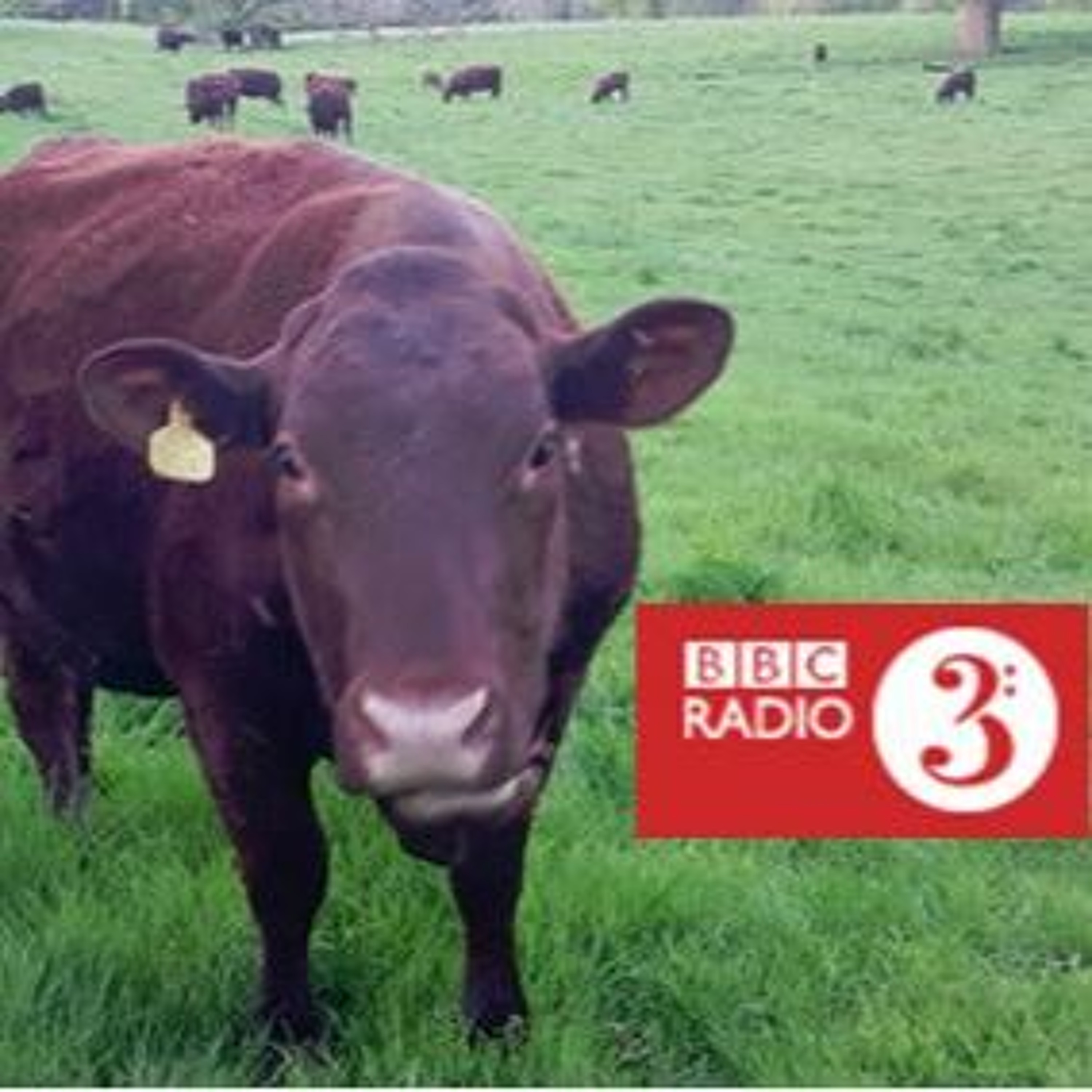 Cows On BBC Radio 3 episode artwork