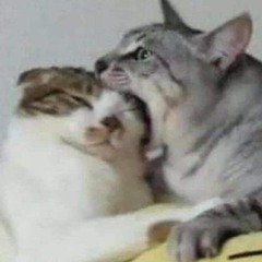 dear soulmate (i love you laufey)