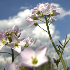 AFRO-HOUSE..mixed by Mick Palmer