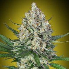 Enjoy Beter Yields With the Latest Cannabis Seeds