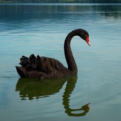 the boy who grieves in silent (SwanSong)