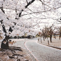 Under the Sakura with You - Piano