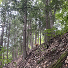 what you will (or twelfth night)