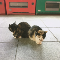 우쿨렐레피크닉, 작은고양이(Cover)