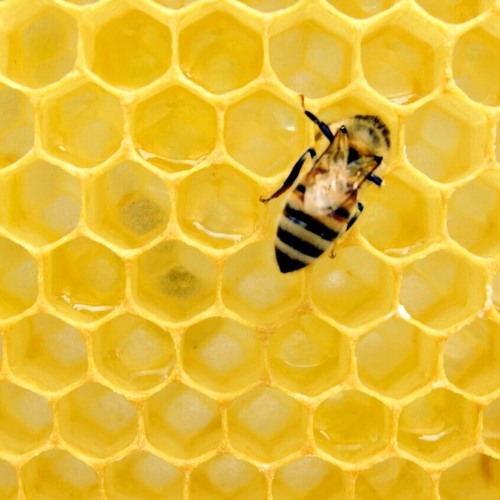 Hive Mind