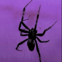 scally milano балаклава instrumental