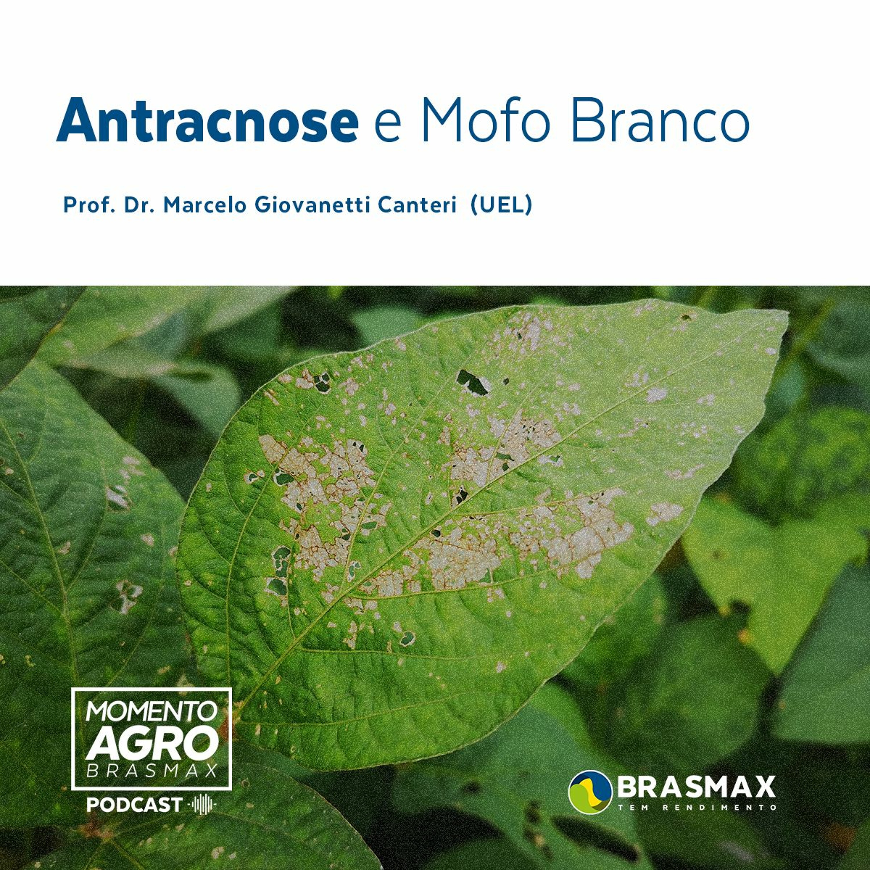 Momento AGRO Brasmax