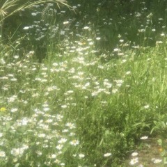 Under the sun