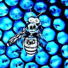 Royal Jelly - demo V2