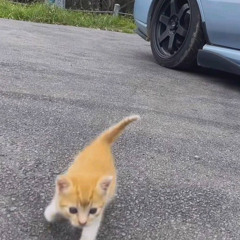 catproject 140bpm B maj