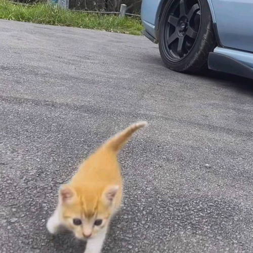 catproject 140bpm B maj
