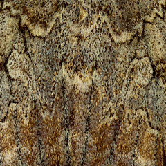 Of Moths and Moonlight