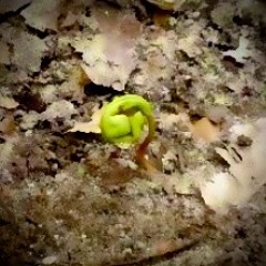 Temptations #015 (March 2021)