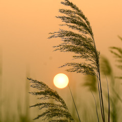 Hoa Cỏ Lau - H2K Cover