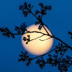 Spring Moon