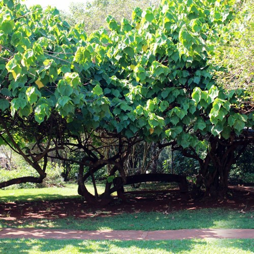 17.01.2021  - Não se Pode Servir a Deus e a Mamon - O Emprego da Fortuna (4)