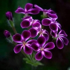 بتسأل ياحبيبى . ريهام عبد الحكيم