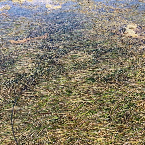 FKISM: Seagrass meadow, Lady Bay reef (southern region)- April 2022