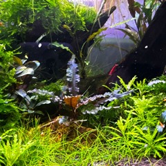 SHRIMP SUMMER RADIO 010