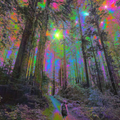 A Night Dance In The Woods