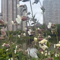 garden of lillies