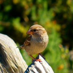 His Eye Is On The Sparrow