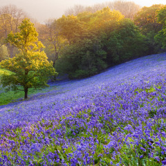 "Jayboul Anthem"#BIB#104#DEZNUTZPRODUCTIONS