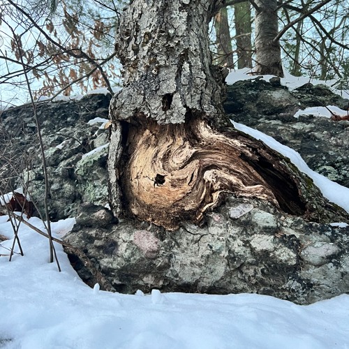 Melt 2.22.25 - treeJourney