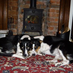 A Dog's Life