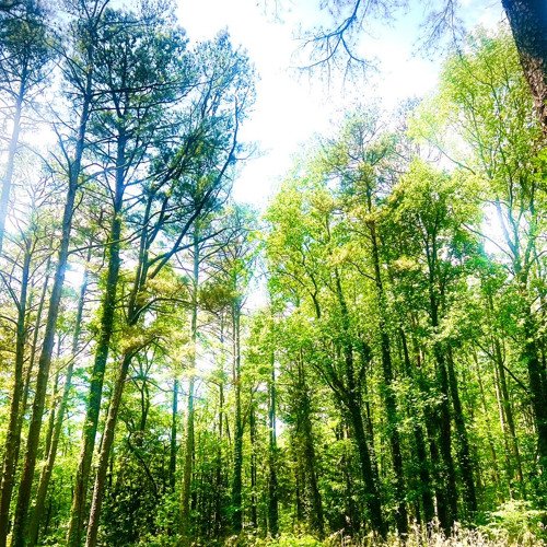 selfreflexxion - letting go (pitsearches)